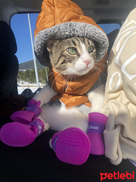 Tekir Kedi, Kedi  Copcop fotoğrafı