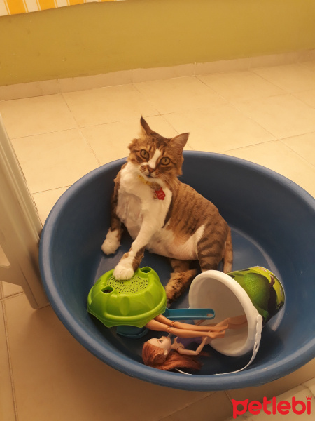 Sibirya Kedisi, Kedi  Alina fotoğrafı