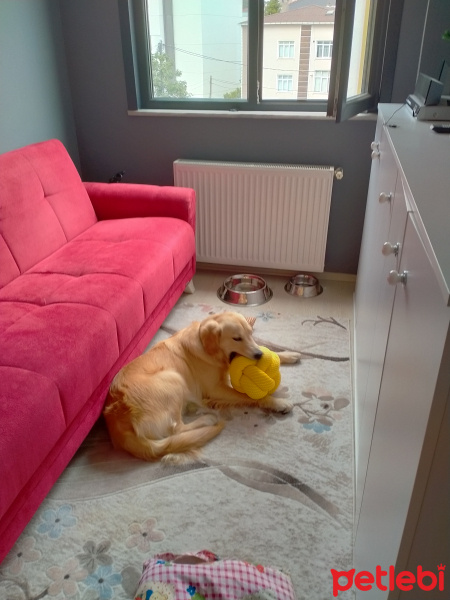 Golden Retriever, Köpek  Pufi fotoğrafı