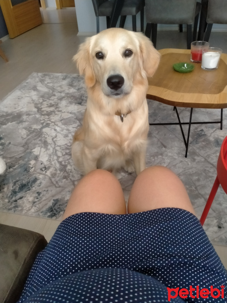 Golden Retriever, Köpek  Pufi fotoğrafı