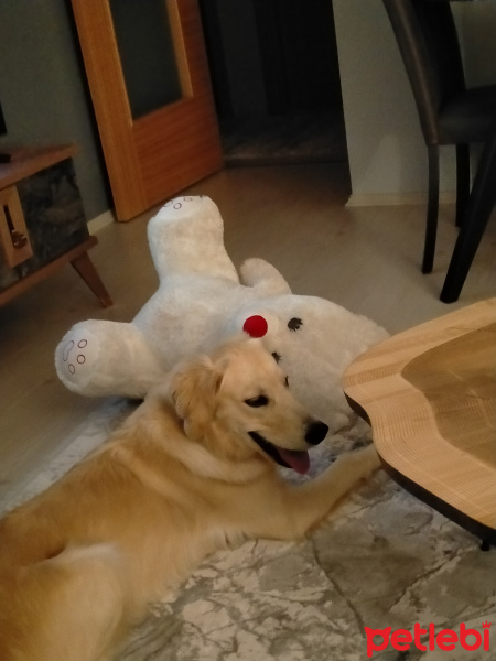 Golden Retriever, Köpek  Pufi fotoğrafı