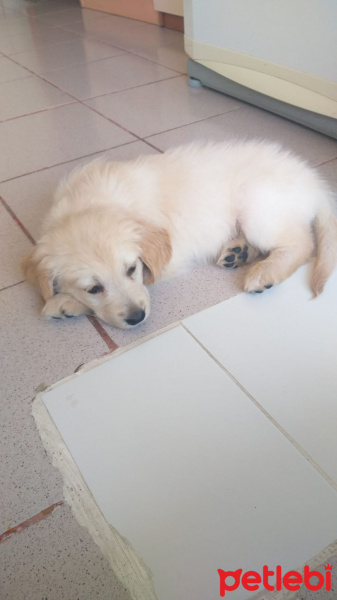 Golden Retriever, Köpek  Tarcın fotoğrafı