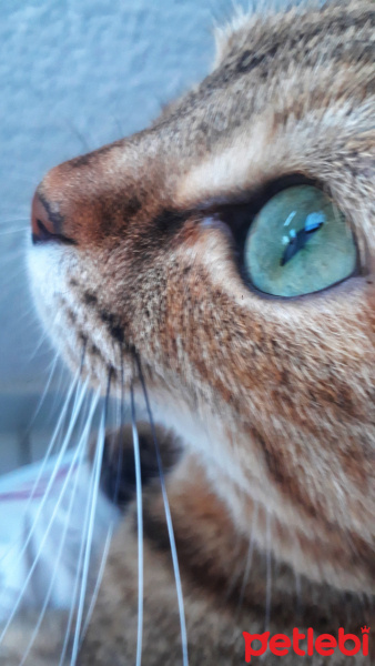 Tekir Kedi, Kedi  YOLDAŞ fotoğrafı