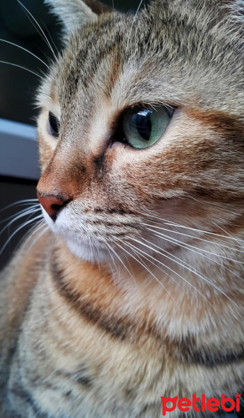 Tekir Kedi, Kedi  YOLDAŞ fotoğrafı
