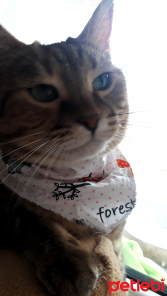 Tekir Kedi, Kedi  YOLDAŞ fotoğrafı