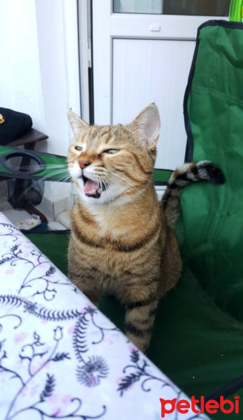 Tekir Kedi, Kedi  YOLDAŞ fotoğrafı