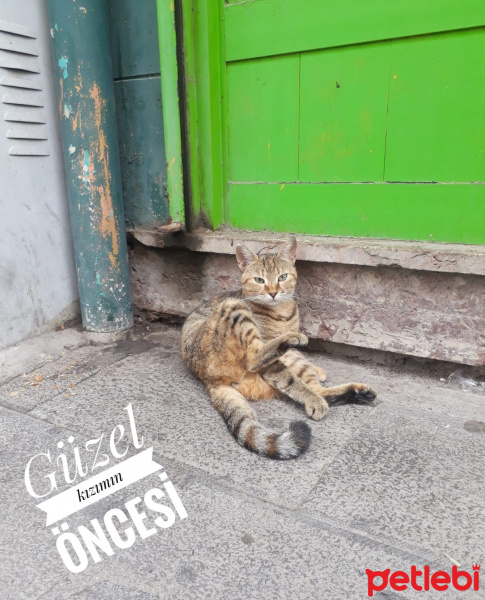 Tekir Kedi, Kedi  YOLDAŞ fotoğrafı