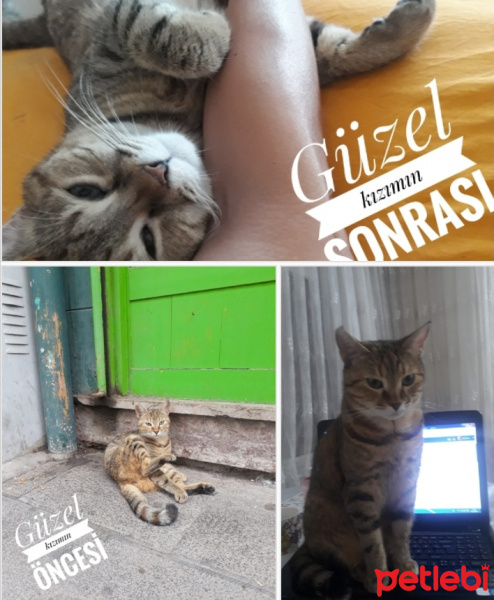 Tekir Kedi, Kedi  YOLDAŞ fotoğrafı
