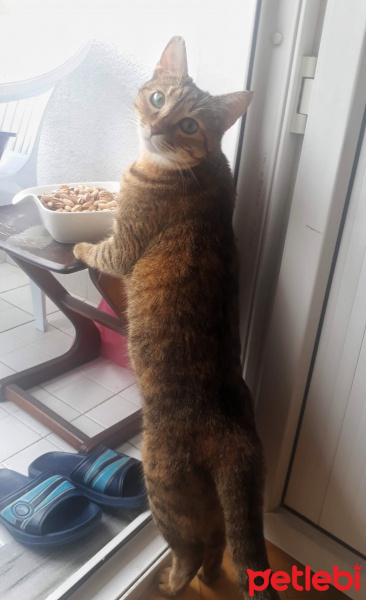 Tekir Kedi, Kedi  YOLDAŞ fotoğrafı