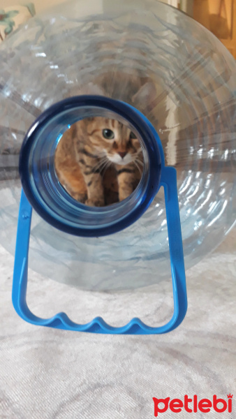 Tekir Kedi, Kedi  YOLDAŞ fotoğrafı