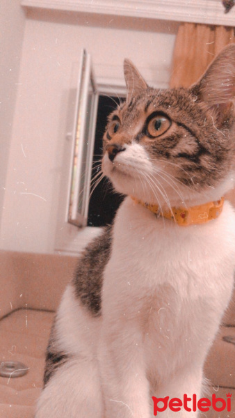 Tekir Kedi, Kedi  Luna fotoğrafı