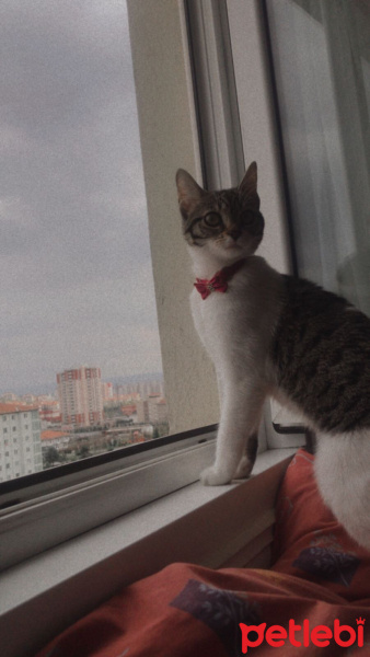 Tekir Kedi, Kedi  Luna fotoğrafı