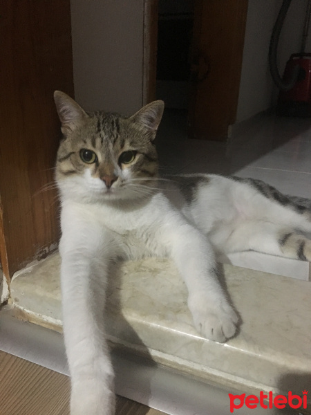 Tekir Kedi, Kedi  Paşa fotoğrafı