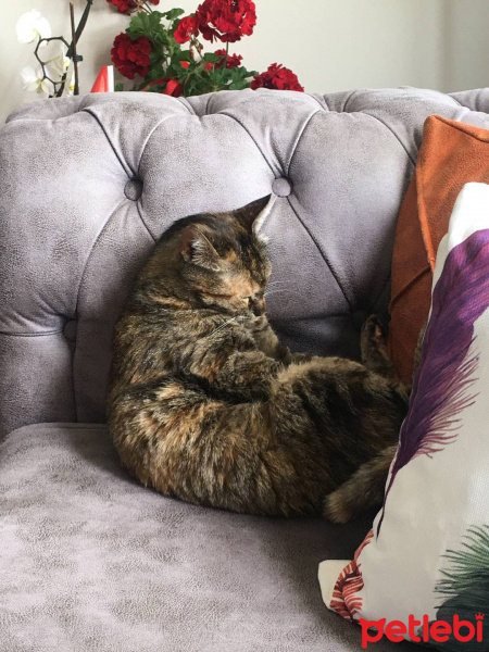 Tekir Kedi, Kedi  Pakize fotoğrafı