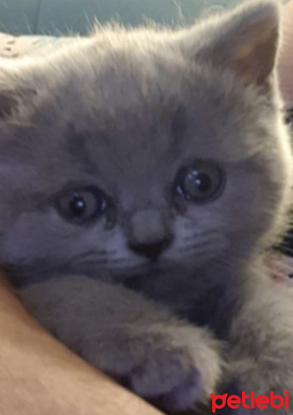 British Shorthair, Kedi  minuse fotoğrafı