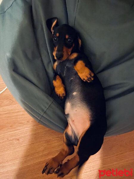 Dachshund (Sosis), Köpek  Punk fotoğrafı