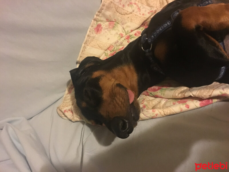 Dachshund (Sosis), Köpek  Punk fotoğrafı