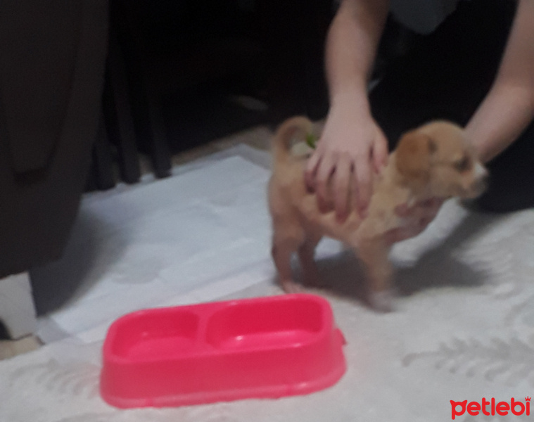 Maltese, Köpek  Pufy fotoğrafı