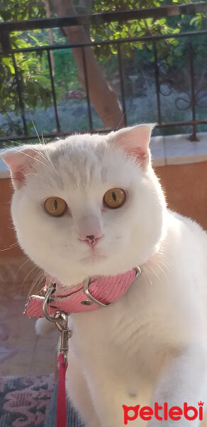 British Shorthair, Kedi  Çelsi fotoğrafı