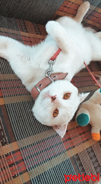 British Shorthair, Kedi  Çelsi fotoğrafı