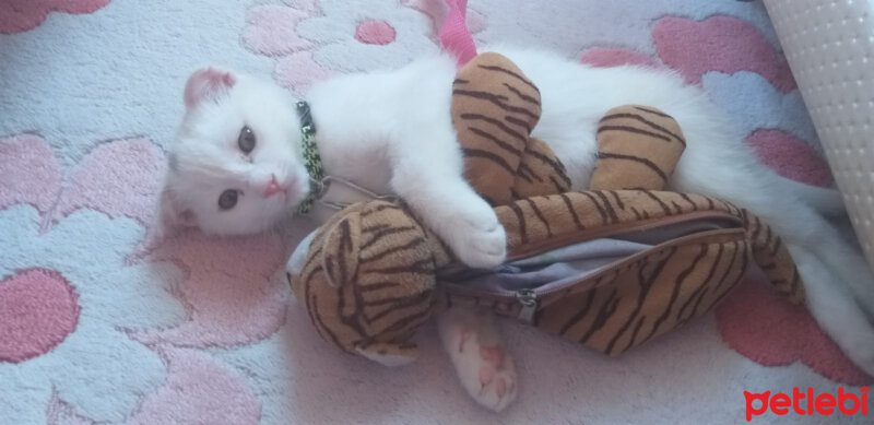 British Shorthair, Kedi  Çelsi fotoğrafı