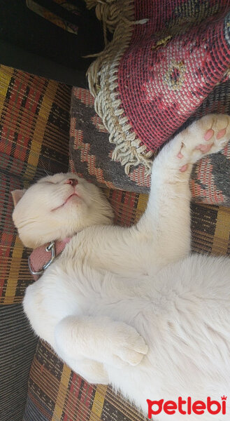 British Shorthair, Kedi  Çelsi fotoğrafı