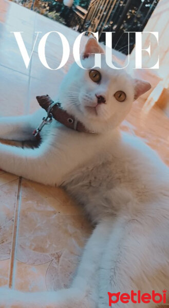 British Shorthair, Kedi  Çelsi fotoğrafı