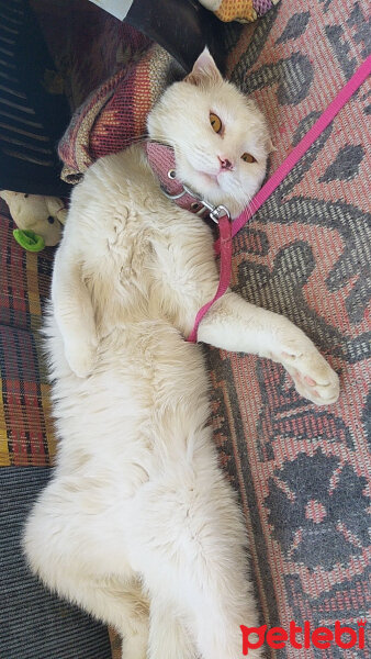 British Shorthair, Kedi  Çelsi fotoğrafı