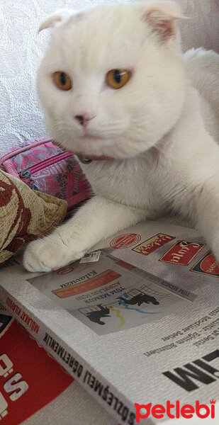 British Shorthair, Kedi  Çelsi fotoğrafı