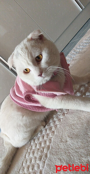 British Shorthair, Kedi  Çelsi fotoğrafı