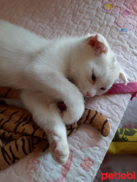 British Shorthair, Kedi  Çelsi fotoğrafı