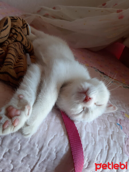 British Shorthair, Kedi  Çelsi fotoğrafı