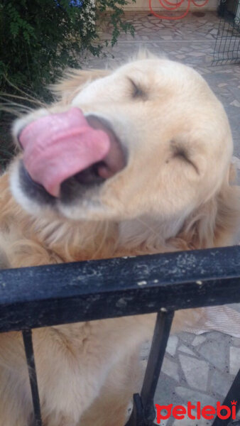 Golden Retriever, Köpek  alex fotoğrafı