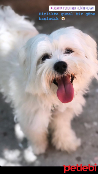 Maltese, Köpek  Charly fotoğrafı