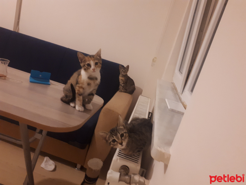 Tekir Kedi, Kedi  Minnoş fotoğrafı