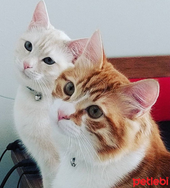 Tekir Kedi, Kedi  Milka❤️ fotoğrafı