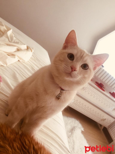 Tekir Kedi, Kedi  Milka❤️ fotoğrafı