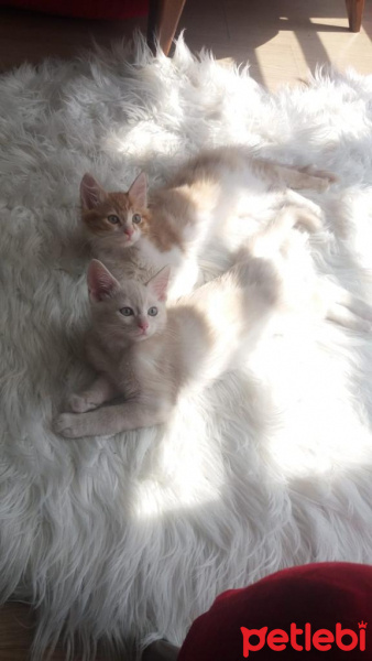 Tekir Kedi, Kedi  Milka❤️ fotoğrafı