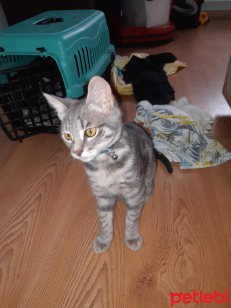 Tekir Kedi, Kedi  Misket fotoğrafı