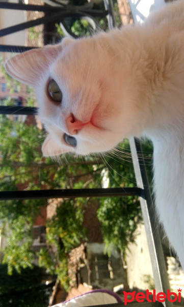 Ankara Kedisi, Kedi  Tosbik fotoğrafı