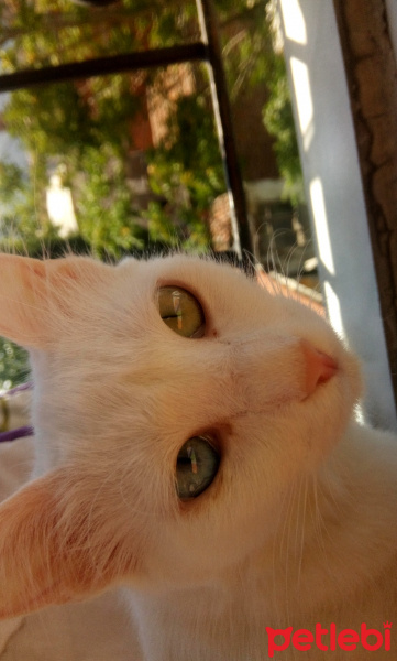 Ankara Kedisi, Kedi  Tosbik fotoğrafı