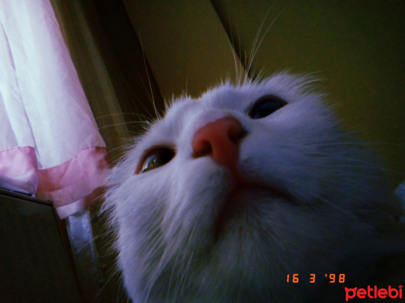 Ankara Kedisi, Kedi  Tosbik fotoğrafı