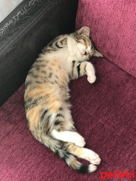 Tekir Kedi, Kedi  Lokum fotoğrafı