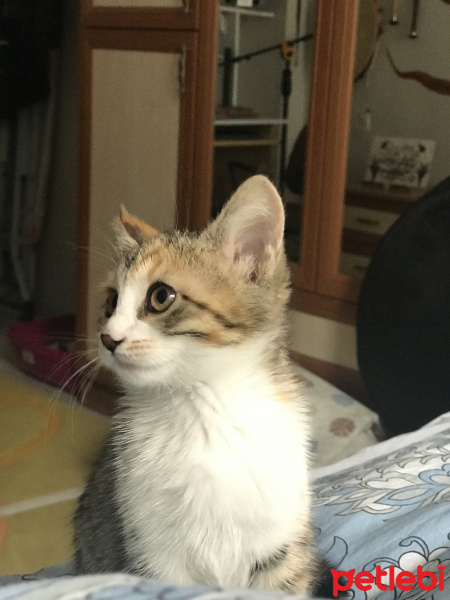 Tekir Kedi, Kedi  Lokum fotoğrafı