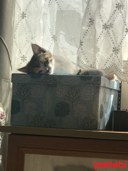 Tekir Kedi, Kedi  Lokum fotoğrafı