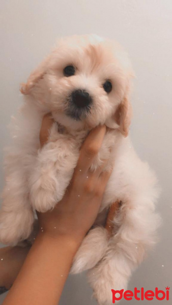 Poodle (Minyatür Kaniş), Köpek  Bambam fotoğrafı