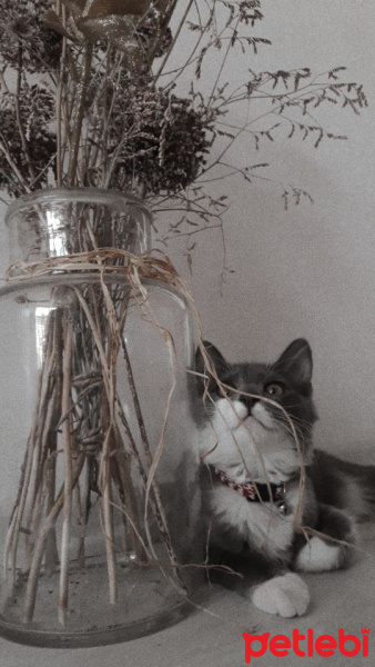 Tuxedo (Smokin) Kedi, Kedi  Sushi fotoğrafı