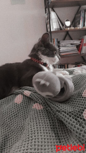 Tuxedo (Smokin) Kedi, Kedi  Sushi fotoğrafı