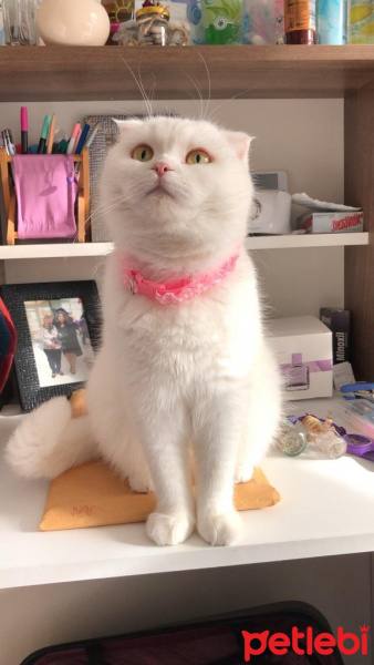 Scottish Fold, Kedi  Prenses fotoğrafı