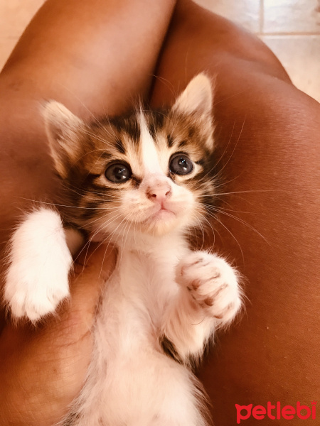 Tekir Kedi, Kedi  Mia fotoğrafı